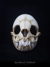 Load image into Gallery viewer, Vampire Bat Skull Mask - Full