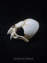 Load image into Gallery viewer, Vampire Bat Skull Mask - Half