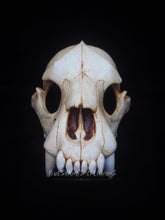 Load image into Gallery viewer, Bear Skull Mask - Half