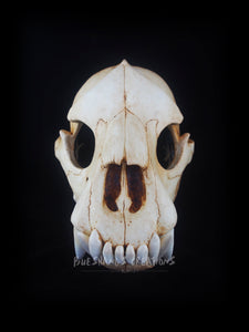 Hyena Skull Mask - Full