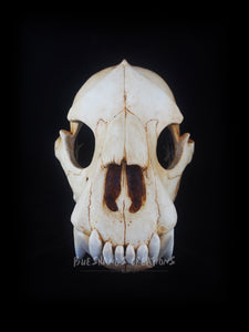 Bear Skull Mask - Full
