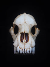 Load image into Gallery viewer, Hyena Skull Mask - Half