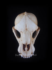 Hyena Skull Mask - Full