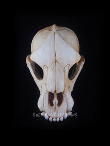 Bear Skull Mask - Full