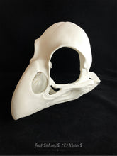 Load image into Gallery viewer, Bird Skull Mask - Unpainted Blank