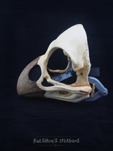 Load image into Gallery viewer, Bird Skull Mask