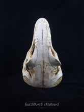 Load image into Gallery viewer, Allosaurus Skull Mask