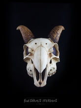 Load image into Gallery viewer, Goat Skull Mask - Half