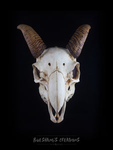 Goat Skull Mask - Half