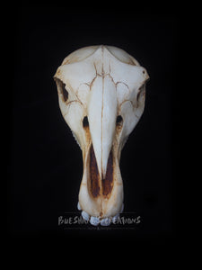 Horse Skull Mask - Half