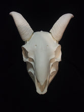 Load image into Gallery viewer, Goat Skull Mask - Full - Unpaintd Blank