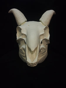 Goat Skull Mask - Full - Unpaintd Blank