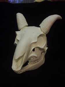 Goat Skull Mask - Full - Unpaintd Blank