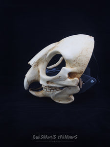 Rodent Skull Mask