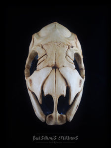 Snake Skull Mask - Full