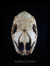 Load image into Gallery viewer, Snake Skull Mask - Half